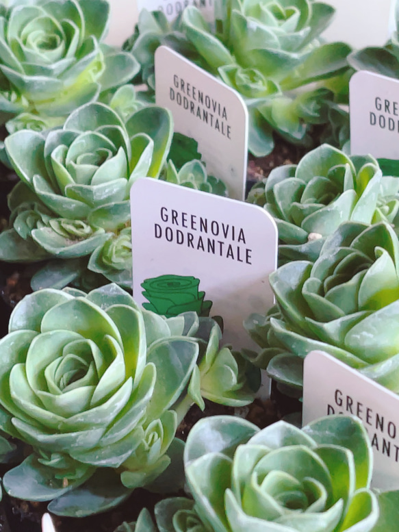 専用ページ　　　多肉植物　アエオニウム属(グリーノビア) アエオニウム グリーノビア 7種セット 多肉植物 - メルカリ