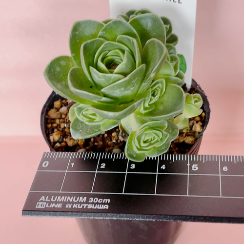 専用ページ　　　多肉植物　アエオニウム属(グリーノビア) ○多肉植物 アエオニウム グリーノビア・オーレア 2.5寸苗
