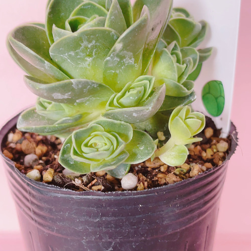 アエオニウム属 グリーノビア ドドランタリス 多肉植物 Obesa 通販