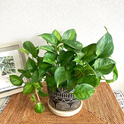 ペペロミア・カペラータ・バリエガータ 観葉植物 お洒落なインテリア