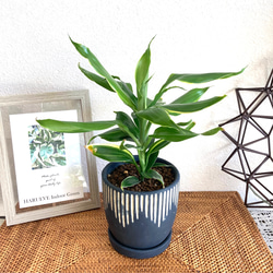 ドラセナ・サンデリアーナ　観葉植物　お洒落なインテリアグリーン 1枚目の画像