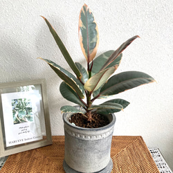 ペペロミア・カペラータ・バリエガータ 観葉植物 お洒落なインテリア