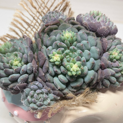 SOLD デミヌタ 群生 厳選韓国苗 名前付き 多肉植物 〜Green〜多肉畑  