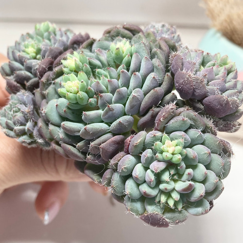 多肉植物 可愛い❣【デミヌタ】4株セット 韓国輸入苗