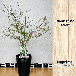 2年生 デザートライム接木苗／フィンガーライム 4.5号ポット 高さ90