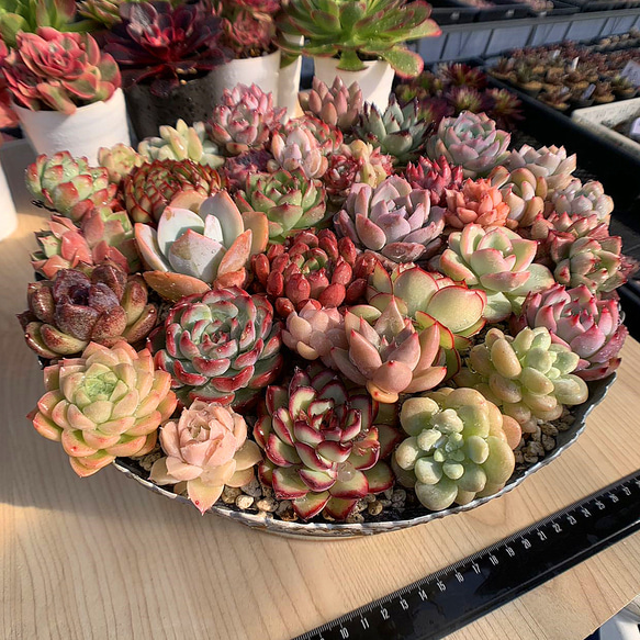 多色エケベリア寄せ植え 561.多肉植物 宅急便送料無料 エケベリア 寄せ植えセット35個 超