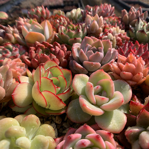 561.多肉植物 宅急便送料無料 エケベリア 寄せ植えセット35個 超豪華