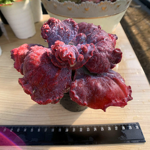 567.多肉植物 寄せ植え エケベリア属 エトナ 特大 超美苗 抜き苗