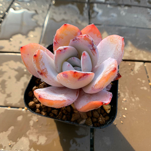 569.多肉植物 寄せ植え エケベリア属 白蓮 Echeveria 'Baek Ryeon