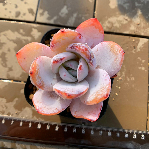 569.多肉植物 寄せ植え エケベリア属 白蓮 Echeveria 'Baek Ryeon