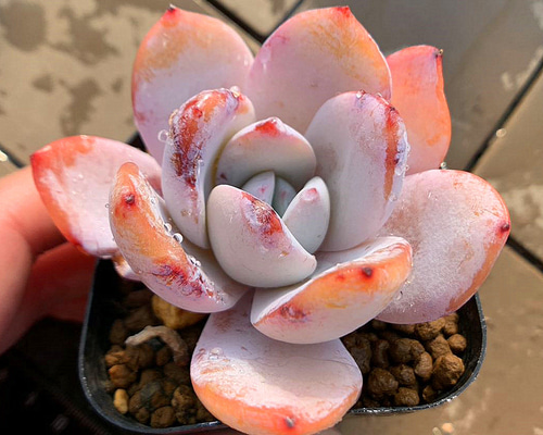 me♡succulentさん札付き「白蓮華xロメオ」抜き苗 エケベリア 多肉植物 