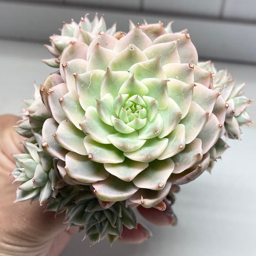 ハルビンゲリ錦 群生 ハルビンゲリ錦 – 多肉植物の通販・販売サイト tawawa