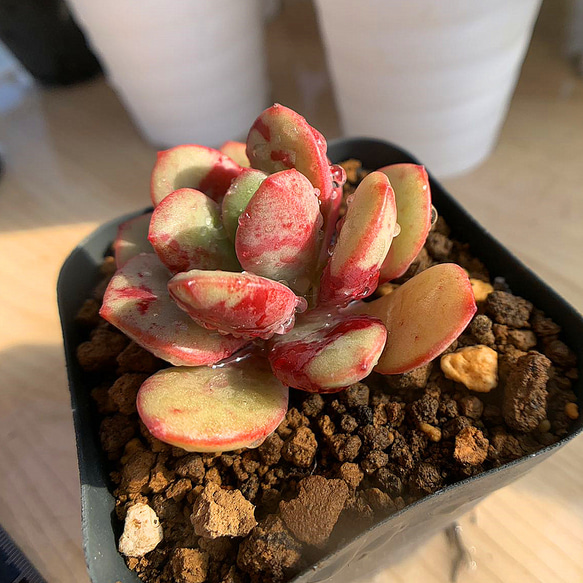 570.多肉植物 寄せ植え 花旦 抜き苗 アートフラワー 多肉専門VERVE