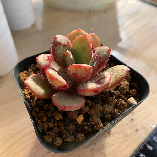 570.多肉植物 寄せ植え 花旦 抜き苗 アートフラワー 多肉専門VERVE