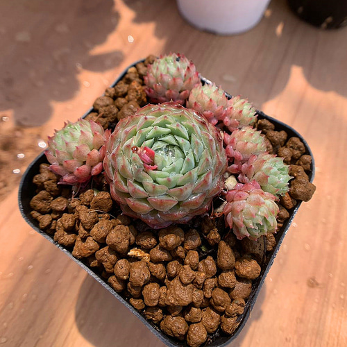 571.多肉植物 寄せ植え エケベリア属 グロブローサ hyb 抜き苗