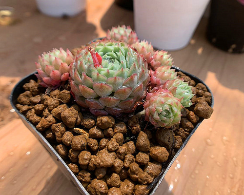 571.多肉植物 寄せ植え エケベリア属 グロブローサ hyb 抜き苗 571.多肉植物 寄せ植え エケベリア属 グロブローサ hyb 抜き苗