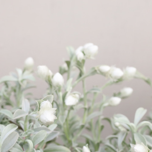 ヘリクリサム♪ホワイトフェアリー♪シルバーリーフ♪ガーデニング