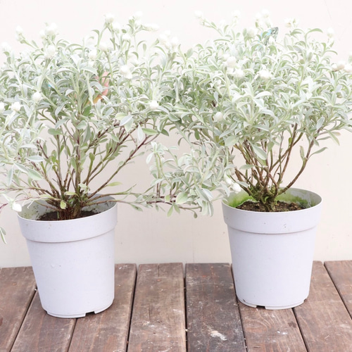 シルバーりーふ 爽やかで涼しげなシルバーリーフの寄せ植え♡＊春のお花に合わせ