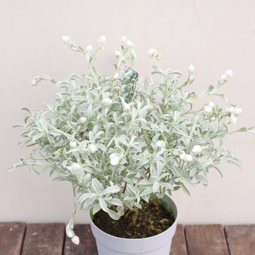 ヘリクリサム♪ホワイトフェアリー♪シルバーリーフ♪ガーデニング