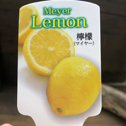 レモンの木♡3.5号♡檸檬♡マイヤーレモン♡ガーデニング 14枚目の画像
