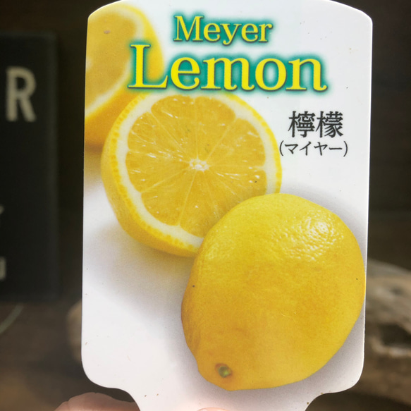 レモンの木♡3.5号♡檸檬♡マイヤーレモン♡ガーデニング 4枚目の画像
