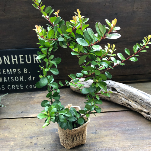 ✨✨✨オキナワハートツリー【◎良品素材】検/ハリツリマサキ ハリツルマサキ♡ハートのなる木♡ハートツリー♡毎年大きく