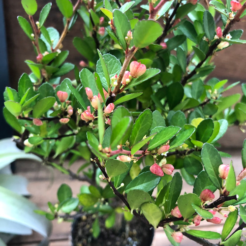 ハリツルマサキ♡ハートのなる木♡ハートツリー♡毎年大きく