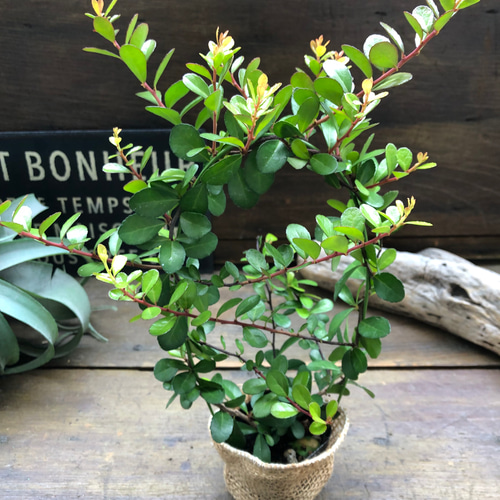 ハリツルマサキ♡ハートのなる木♡ハートツリー♡毎年大きく アート