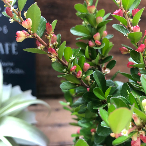 ハリツルマサキ♡ハートのなる木♡ハートツリー♡毎年大きく