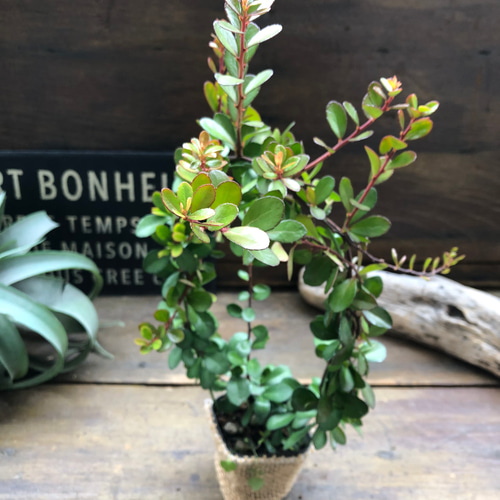 ハリツルマサキ♡ハートのなる木♡ハートツリー♡毎年大きく アート