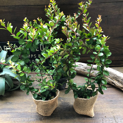 ハリツルマサキ♡ハートのなる木♡ハートツリー♡毎年大きく