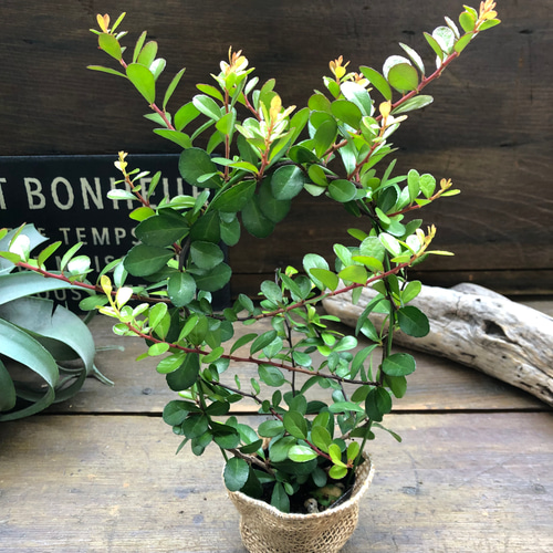 ✨✨✨オキナワハートツリー【◎良品素材】検/ハリツリマサキ ハリ