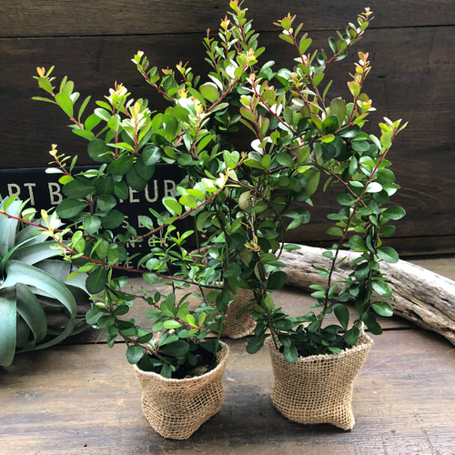 ハリツルマサキ♡ハートのなる木♡ハートツリー♡毎年大きく