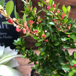 ハリツルマサキ♡ハートのなる木♡ハートツリー♡毎年大きく アート