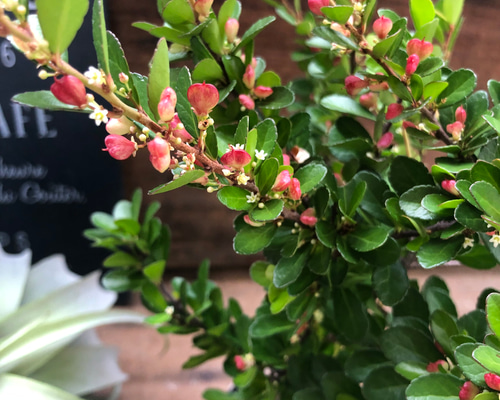 ハリツルマサキ♡ハートのなる木♡ハートツリー♡毎年大きく アート