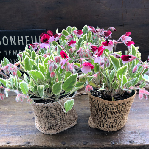 斑入りパンジーゼラニウム♡ガーデニング♡観葉植物 アート