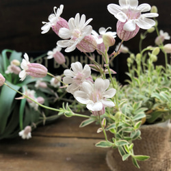 ナッキーホワイト♡毎年咲きます♡シレネ♡風船の花♡ガーデニング 9枚目の画像