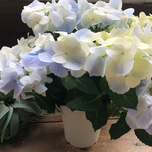 フレンチボレロ♡ブルー♡新ジャンルのアジサイ♡紫陽花 アート