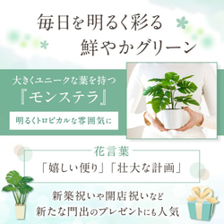 HANAYUKI フェイクグリーン モンステラ 卓上サイズ 30cm 光触媒加工 人工観葉植物 2枚目の画像