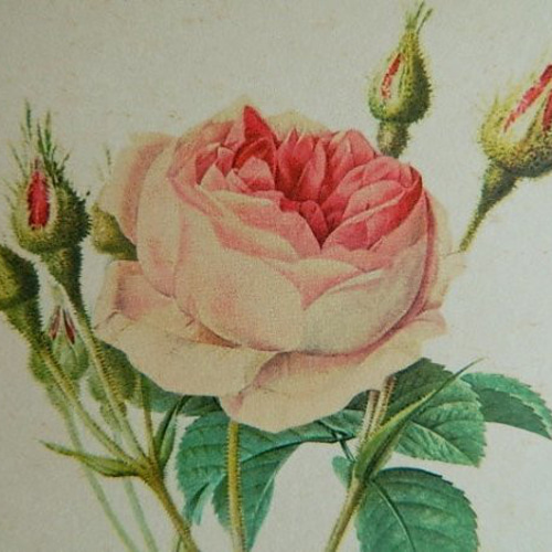 ルドゥーテ 薔薇 ロサ・ケンティフォリア・ムスコーサ ピンク バラ図譜