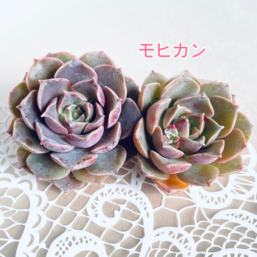 韓国苗】カット苗5種セット 多肉植物 多肉植物 Dia Lily 通販 韓国苗】カット苗5種セット 多肉植物 多肉植物 Dia Lily 通販