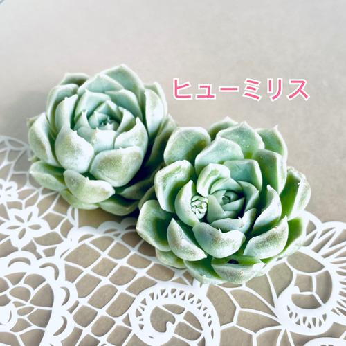 韓国苗】カット苗5種セット 多肉植物 多肉植物 Dia Lily 通販 韓国苗】カット苗5種セット 多肉植物 多肉植物 Dia Lily 通販