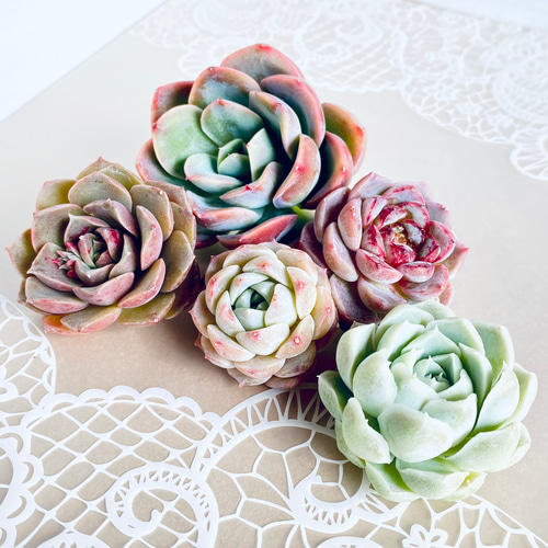 韓国苗】カット苗5種セット 多肉植物 多肉植物 Dia Lily 通販 15661985