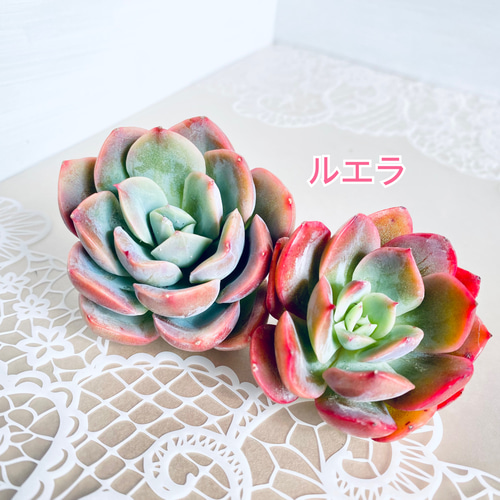 韓国苗】カット苗5種セット 多肉植物 多肉植物 Dia Lily 通販
