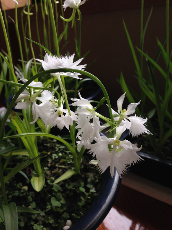 サギ草❀希少！山野草(球根販売)❀白サギが飛んでいる様な白くてかわいい♡お花が咲きます❀ 2枚目の画像