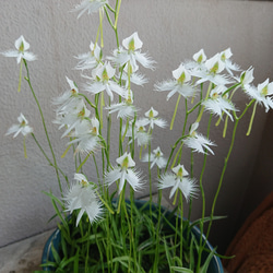 kimie chen  サギソウ　球根　94 球　開花見込み　山野草 楽天市場】【山野草】 サギ草 銀河 信楽鉢入り開花は7月から8月上旬頃