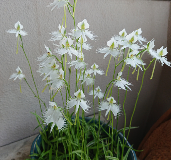 サギ草❀希少！山野草(球根販売)❀白サギが飛んでいる様な白くてかわいい♡お花が咲きます❀ 1枚目の画像