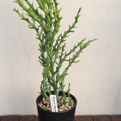 トナカイキリン＊ユーフォルビア＊ステノクラーダ＊多肉植物‎ ܾ 個性