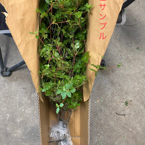 深山ドウダンツツジ 雑木 枝物 挿し枝5本