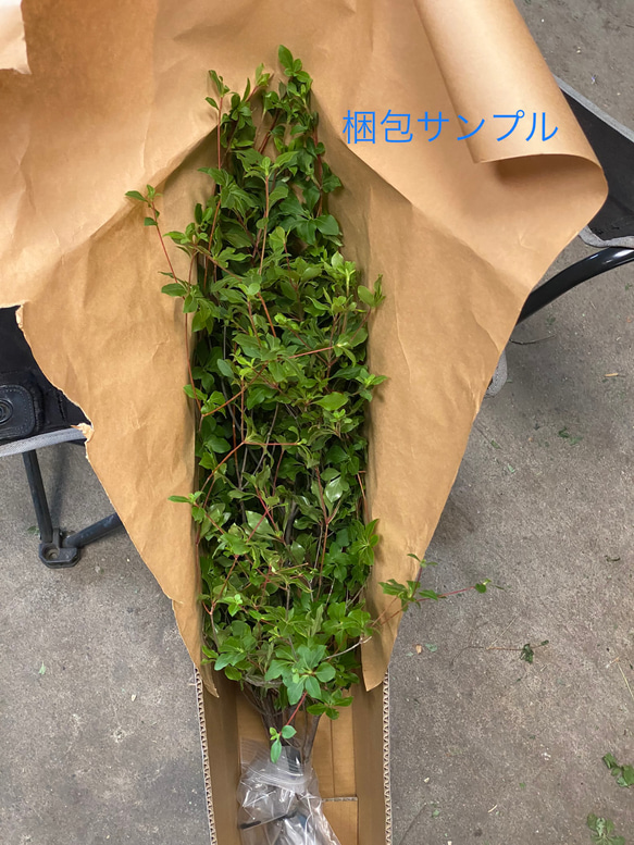 [生花]✨深山ドウダンツツジ❣️枝物切り枝❗️※80〜100cm×5本セット‼️※ freshグリーンインテリア✨ 9枚目の画像